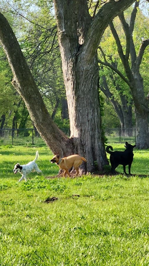 Reno Memorial Dog Park