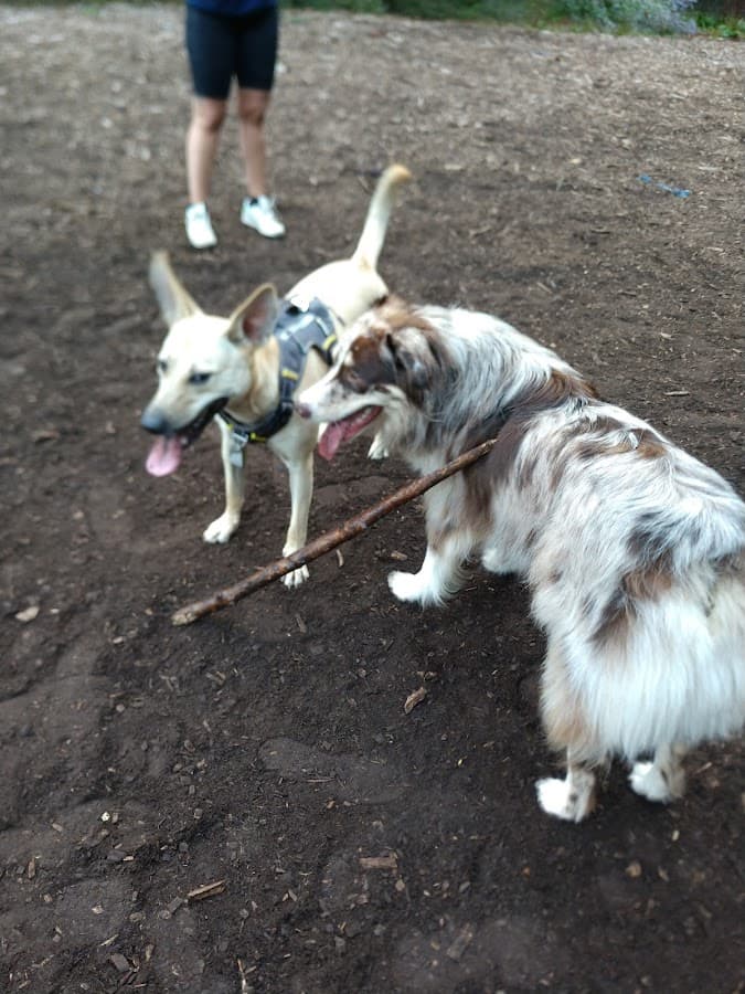 Short Beach Dog Park