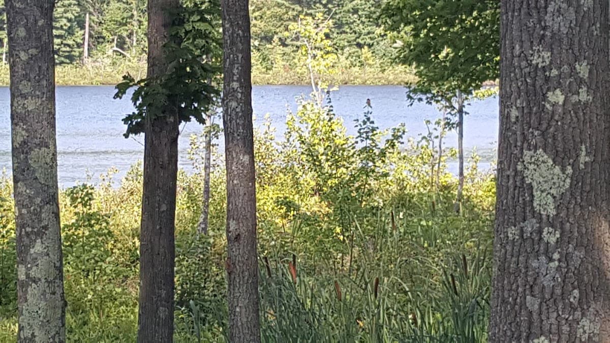 Taylor State Forest