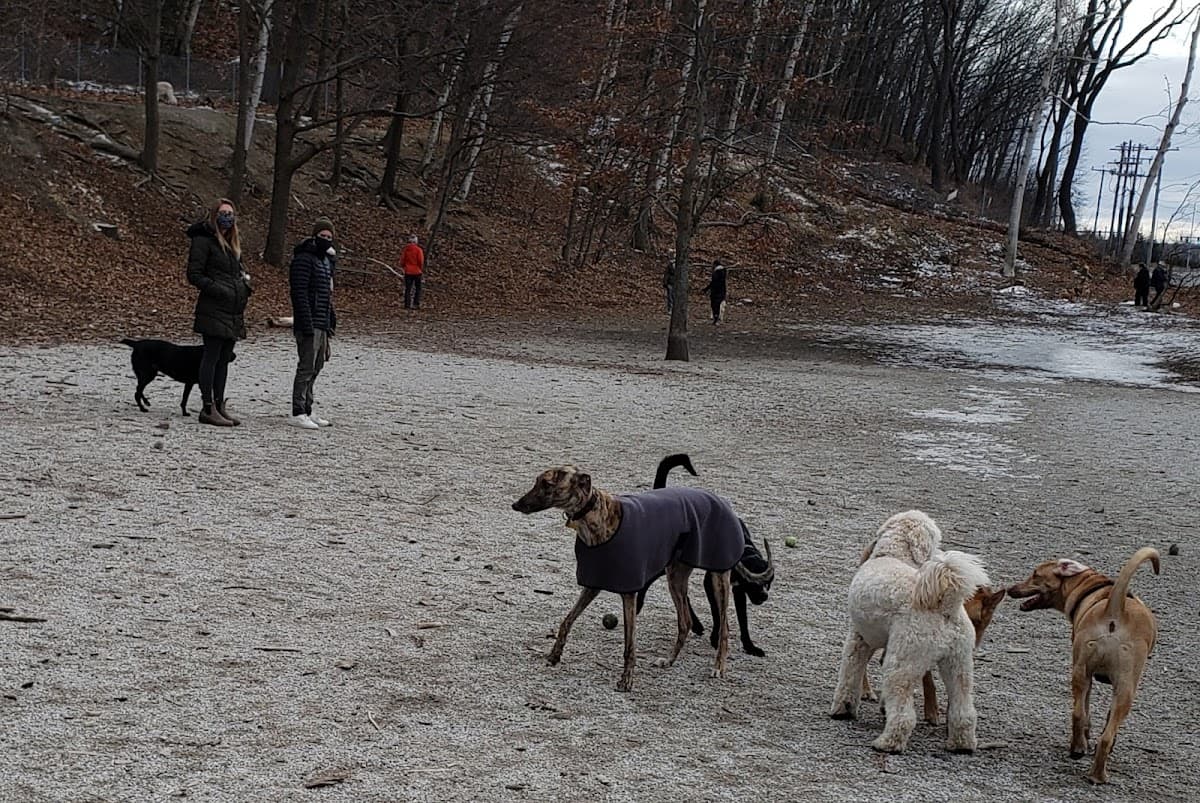Valley Street Dog Park